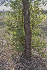 Physocalymma scaberrimum