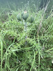 Cirsium pumilum