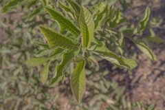 Physocalymma scaberrimum