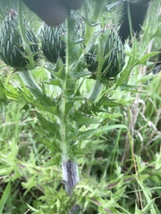 Cirsium pumilum