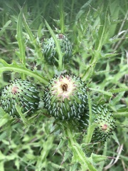 Cirsium pumilum