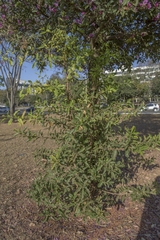 Physocalymma scaberrimum