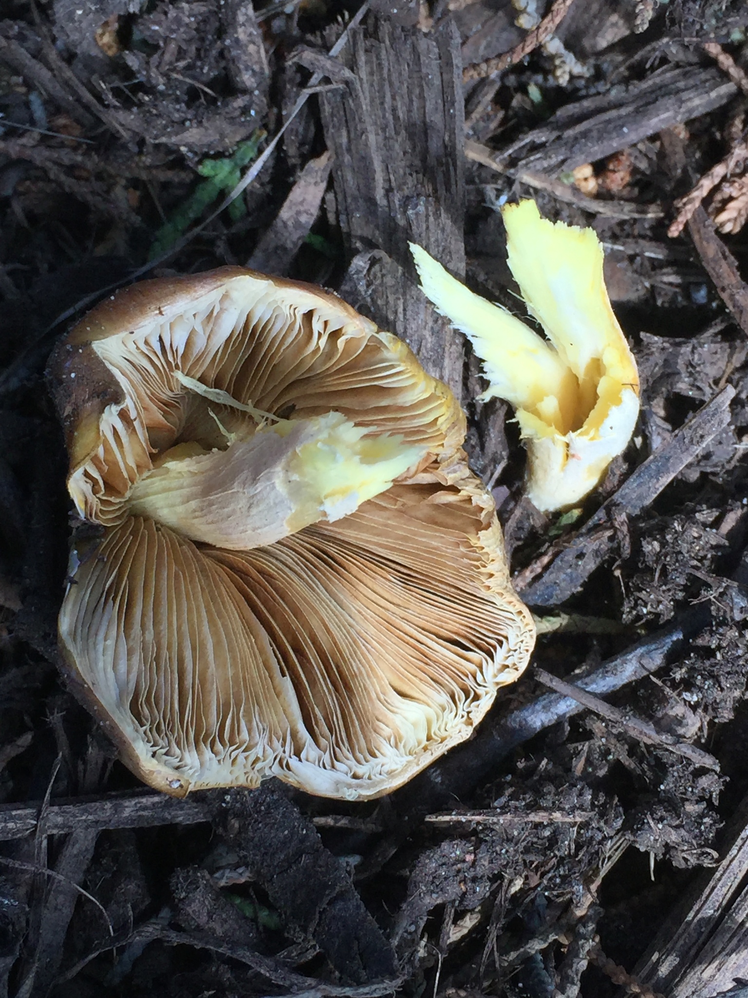 Bolbitius titubans var. olivaceus image