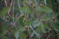 Rubus flagellaris