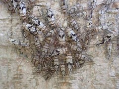 Psococerastis tokyoensis