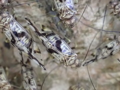 Psococerastis tokyoensis