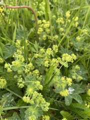 Alchemilla integribasis