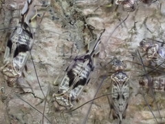 Psococerastis tokyoensis