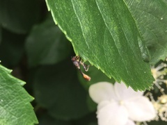 Sphegina