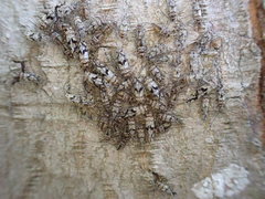 Psococerastis tokyoensis