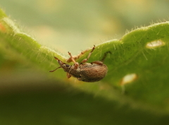 Malvapion malvae
