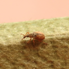 Malvapion malvae