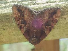 Catocala muliercula