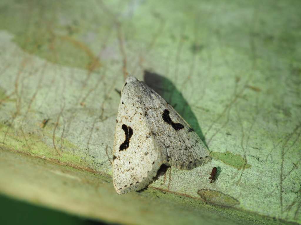 Herminodes concatenalis