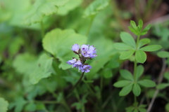 Veronica regina-nivalis