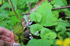 Veronica regina-nivalis