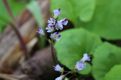 Veronica regina-nivalis