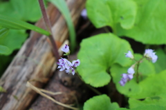 Veronica regina-nivalis