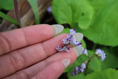 Veronica regina-nivalis