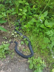 Pantherophis alleghaniensis