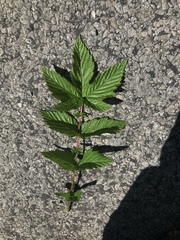 Filipendula ulmaria