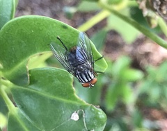 Synthesiomyia nudiseta