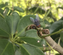 Synthesiomyia nudiseta