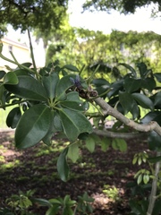 Synthesiomyia nudiseta