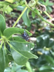 Synthesiomyia nudiseta