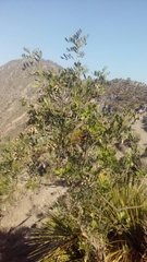 Sophoreae