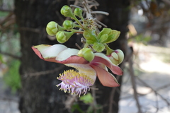 Couroupita guianensis