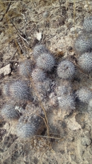 Mammillaria haageana meissneri