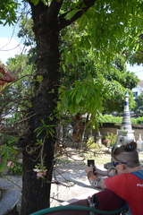 Couroupita guianensis