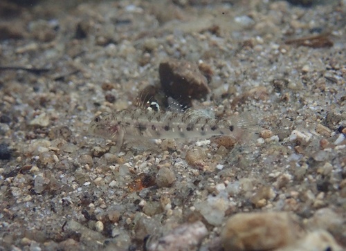 Spotfin River Goby Awaous Ocellaris · Inaturalist