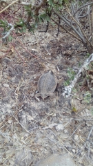 Phrynosoma taurus