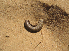 Orthoporus