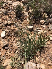 Schedonnardus paniculatus