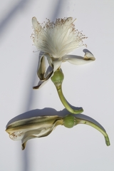 Pseudobombax grandiflorum