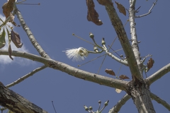Pseudobombax grandiflorum