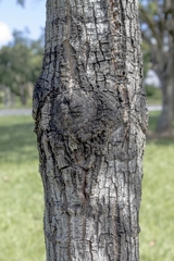 Pseudobombax grandiflorum