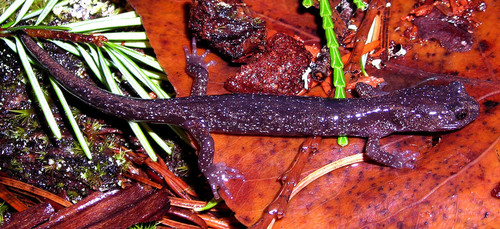 Siskiyou Mountains Salamander
