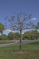 Pseudobombax grandiflorum