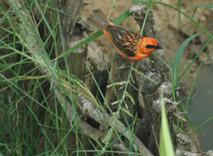 Foudia madagascariensis
