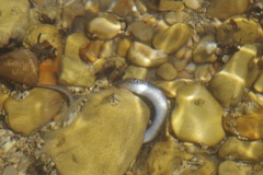 Lampetra planeri