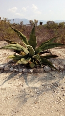 Agave marmorata