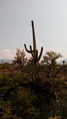 Cephalocereus macrocephalus