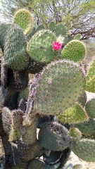 Opuntia pilifera