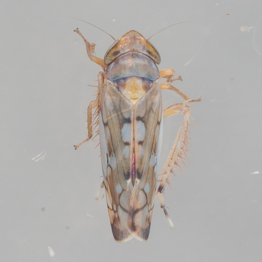 Scaphoideus opalinus