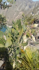 Sophoreae