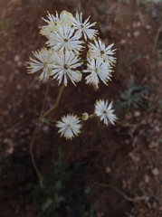 Thalictrum petaloideum